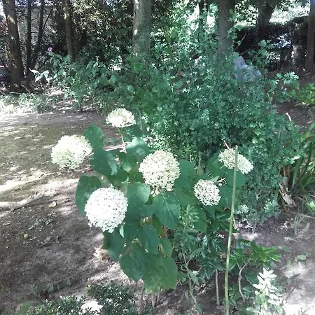 Bed & Breakfast Chambres D'hotes Manoir Du Buquet *