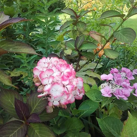 Chambres D'hotes Manoir Du Buquet * Honfleur