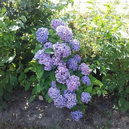 Chambres D'hotes Manoir Du Buquet