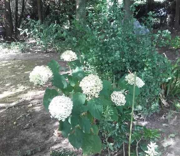 Bed & Breakfast Chambres D'hotes Manoir Du Buquet *