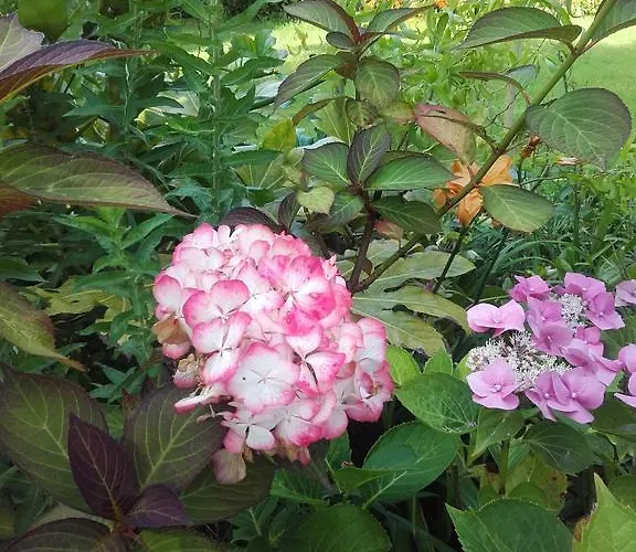 Chambres D'hotes Manoir Du Buquet * Honfleur