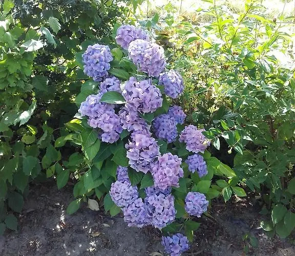 Chambres D'hotes Manoir Du Buquet